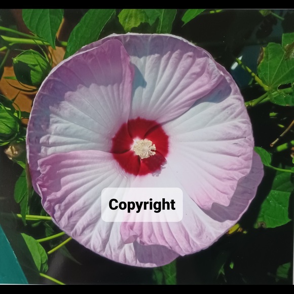 Denise Mari Design Other - Flowers 2 Photo Sale